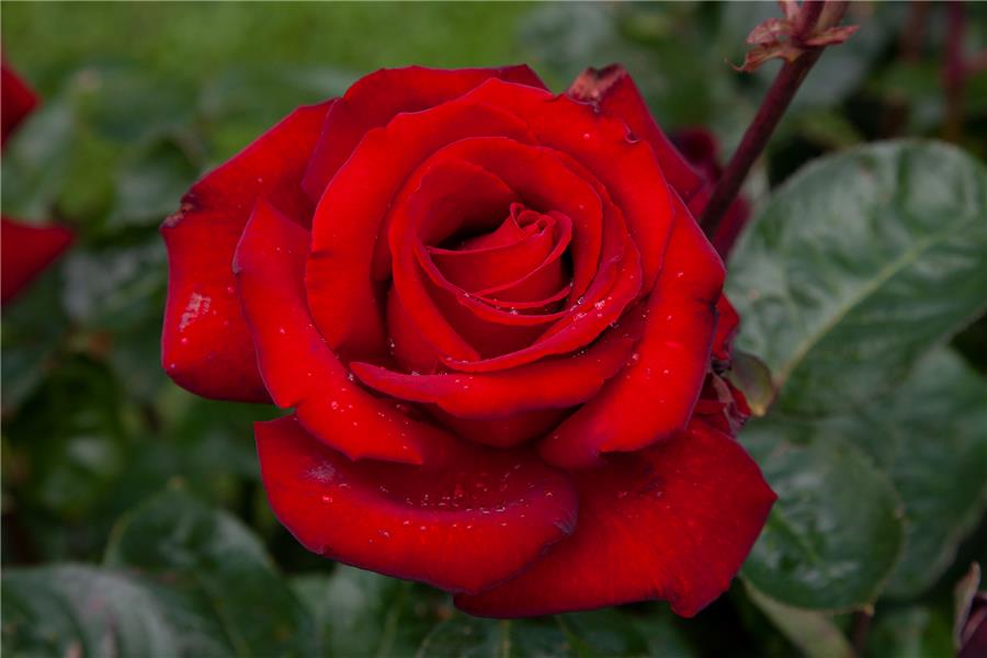 HYBRID TEA STD